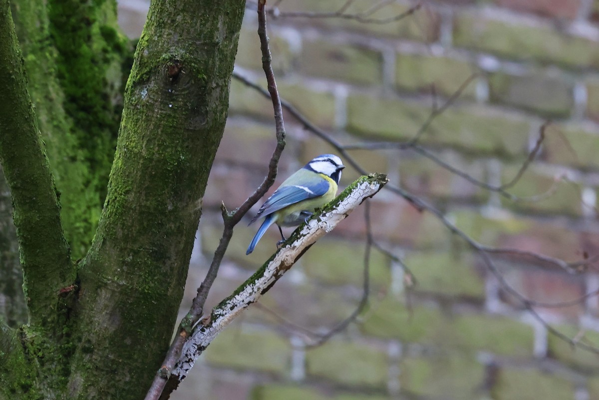 Eurasian Blue Tit - ML612219720