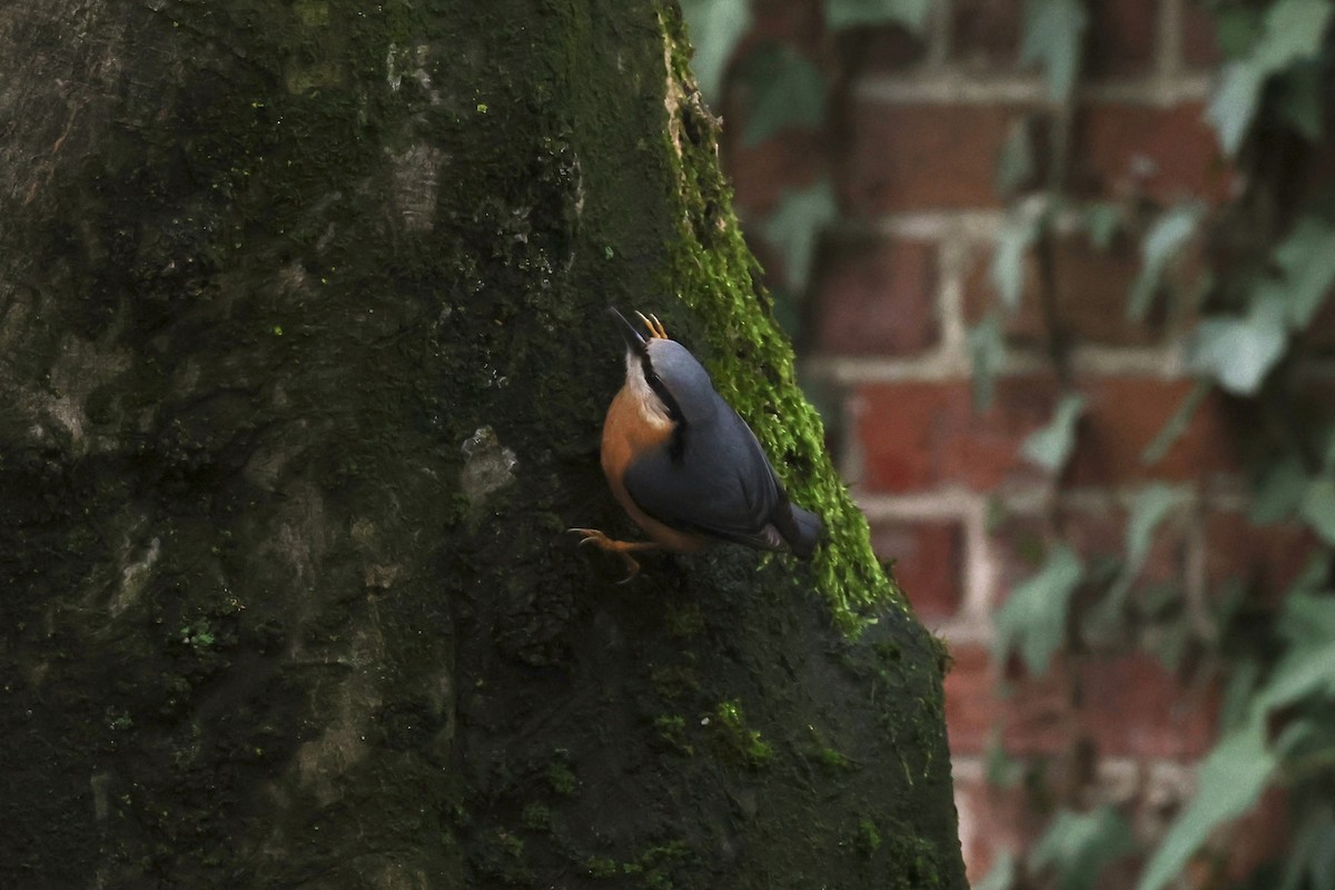 Eurasian Nuthatch - ML612219725