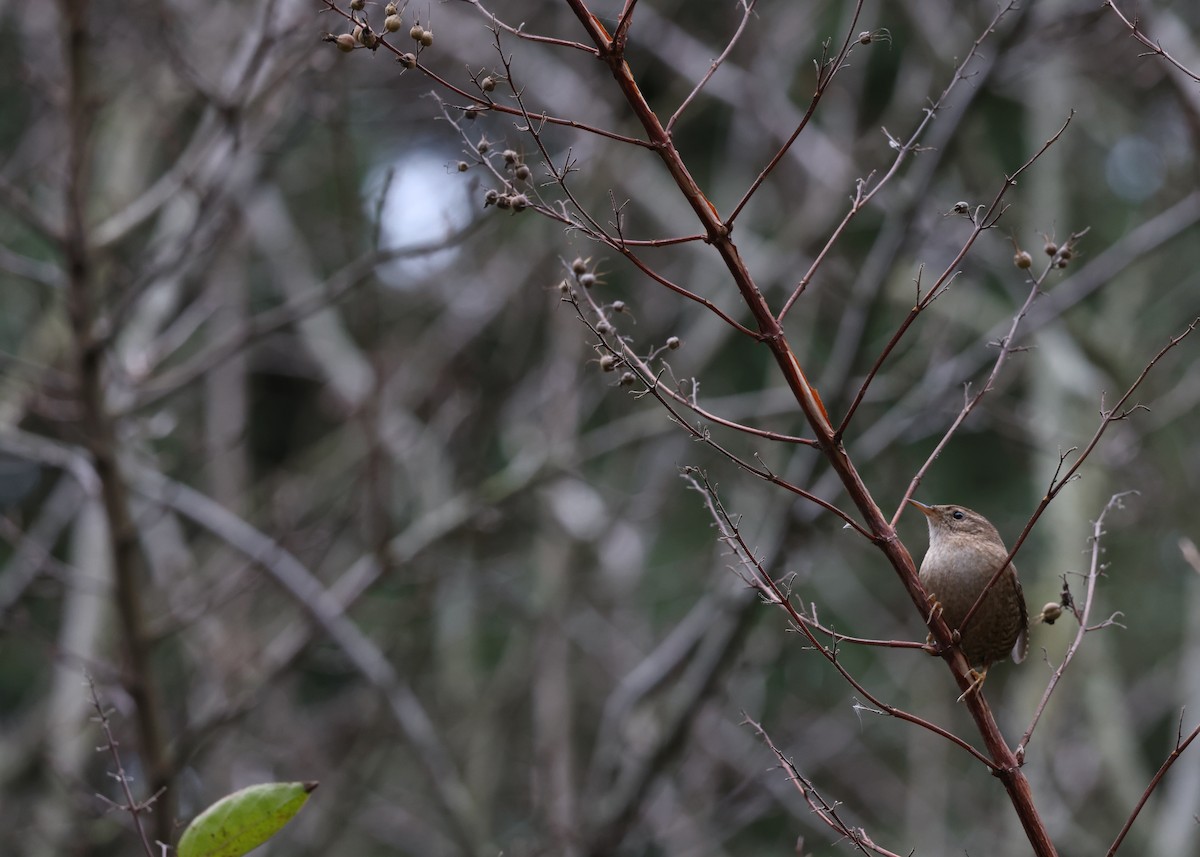 Eurasian Wren - ML612219729