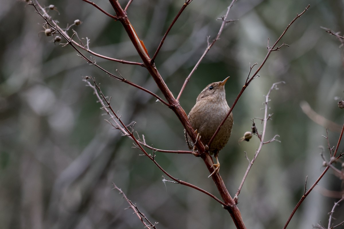 Eurasian Wren - ML612219730