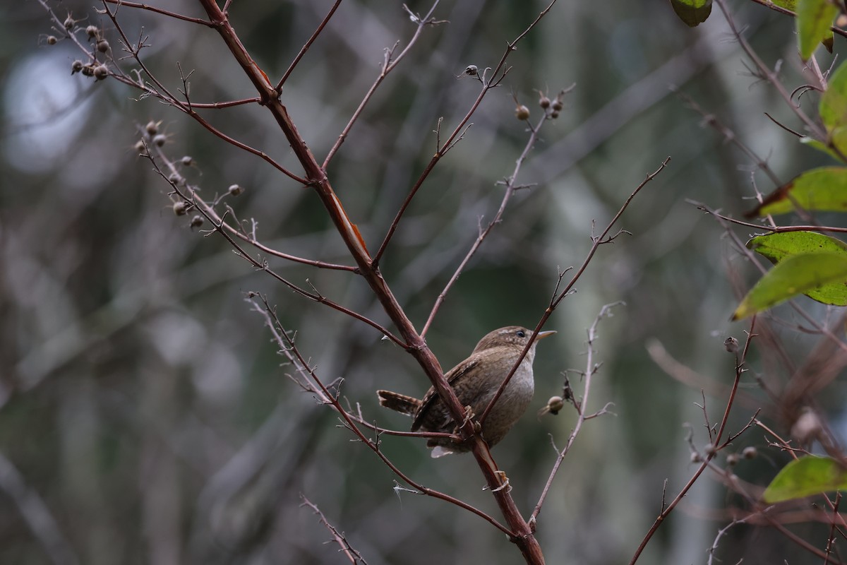Eurasian Wren - ML612219731