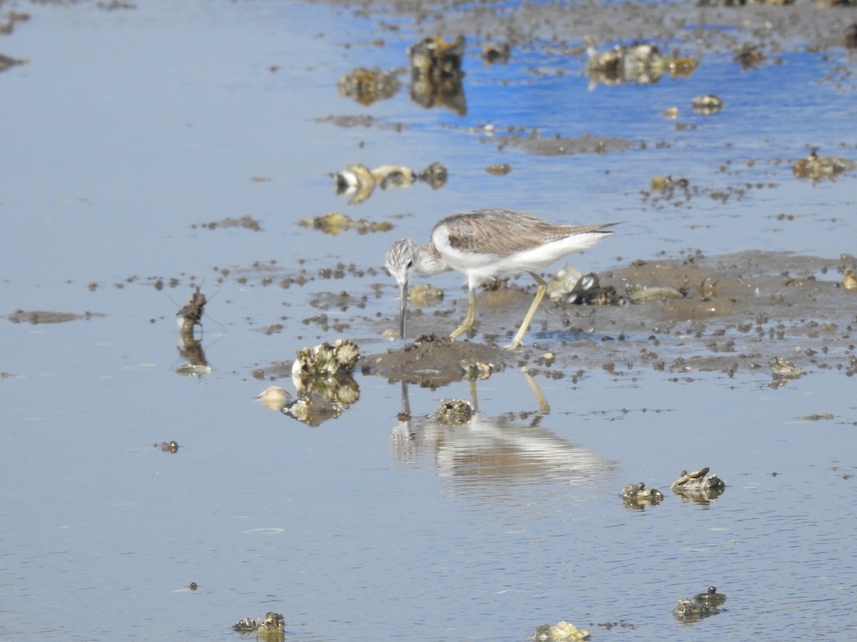 Common Greenshank - ML612219734