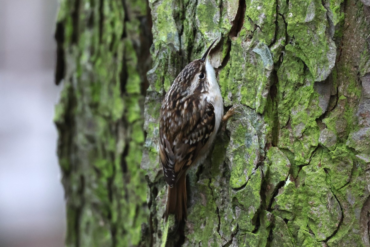 Short-toed Treecreeper - ML612219735