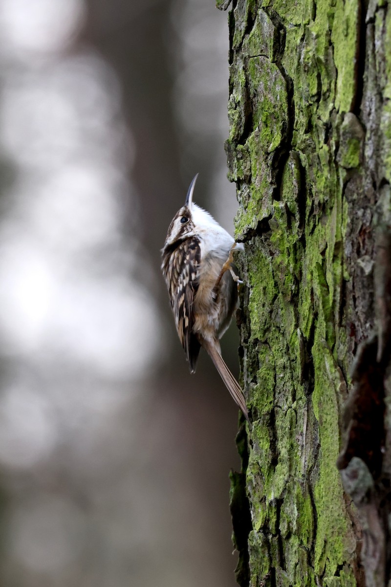 Short-toed Treecreeper - ML612219736
