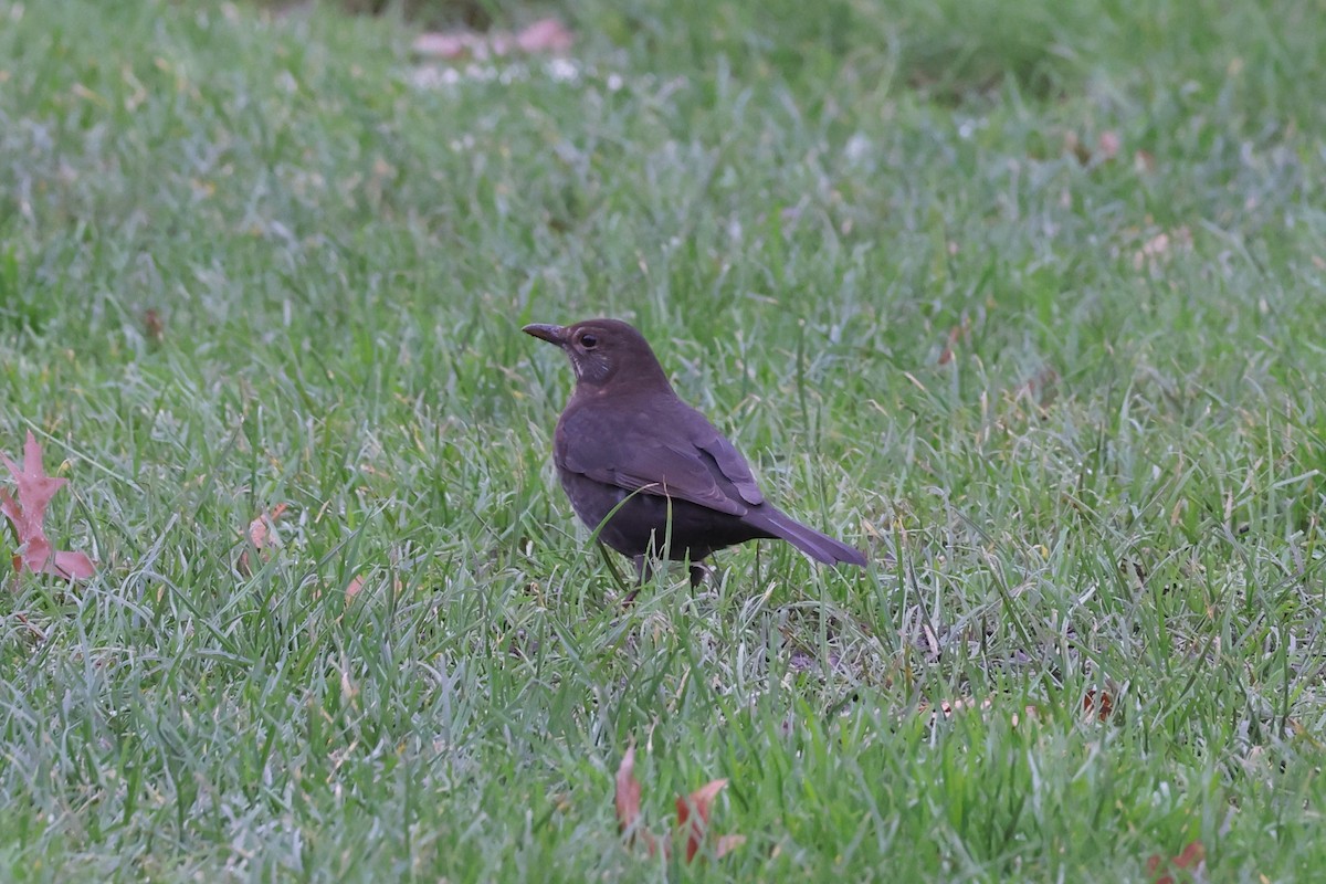 Eurasian Blackbird - ML612219738