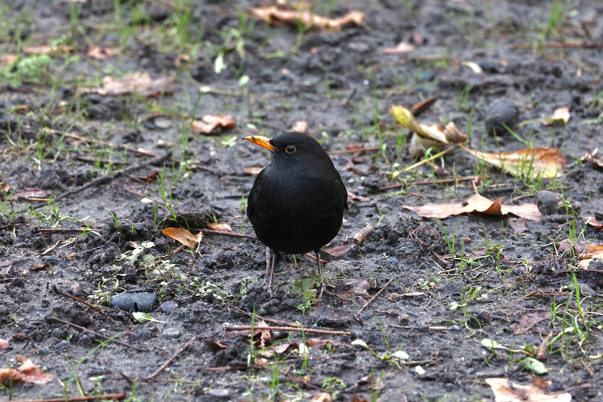 Eurasian Blackbird - ML612219739