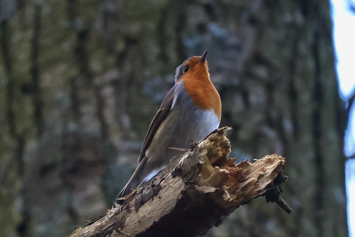 European Robin - ML612219743