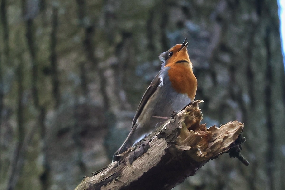 European Robin - ML612219744