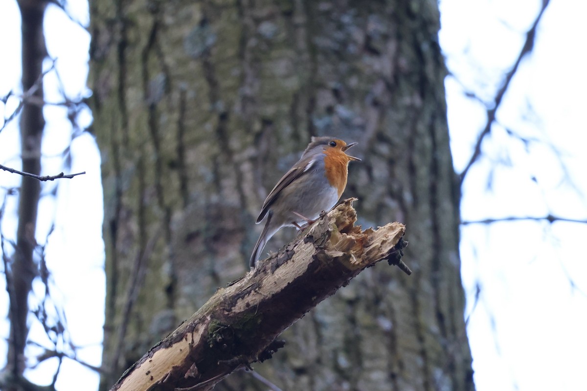 European Robin - ML612219745