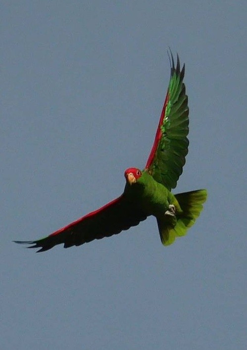 Red-spectacled Parrot - ML612219748