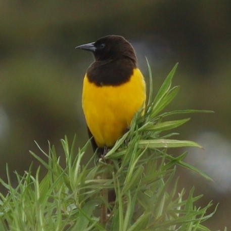 Yellow-rumped Marshbird - ML612219757