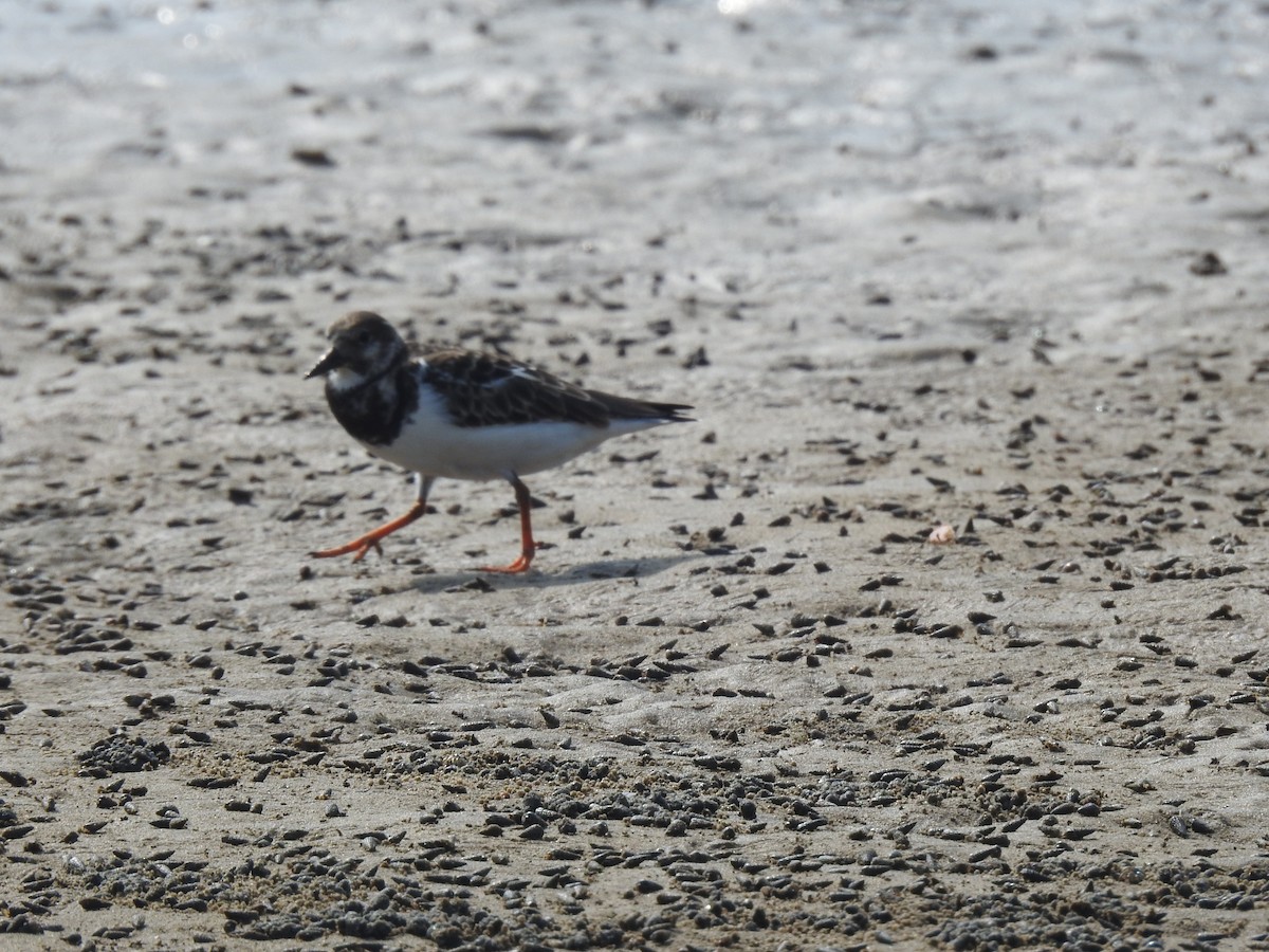 Ruddy Turnstone - ML612219770