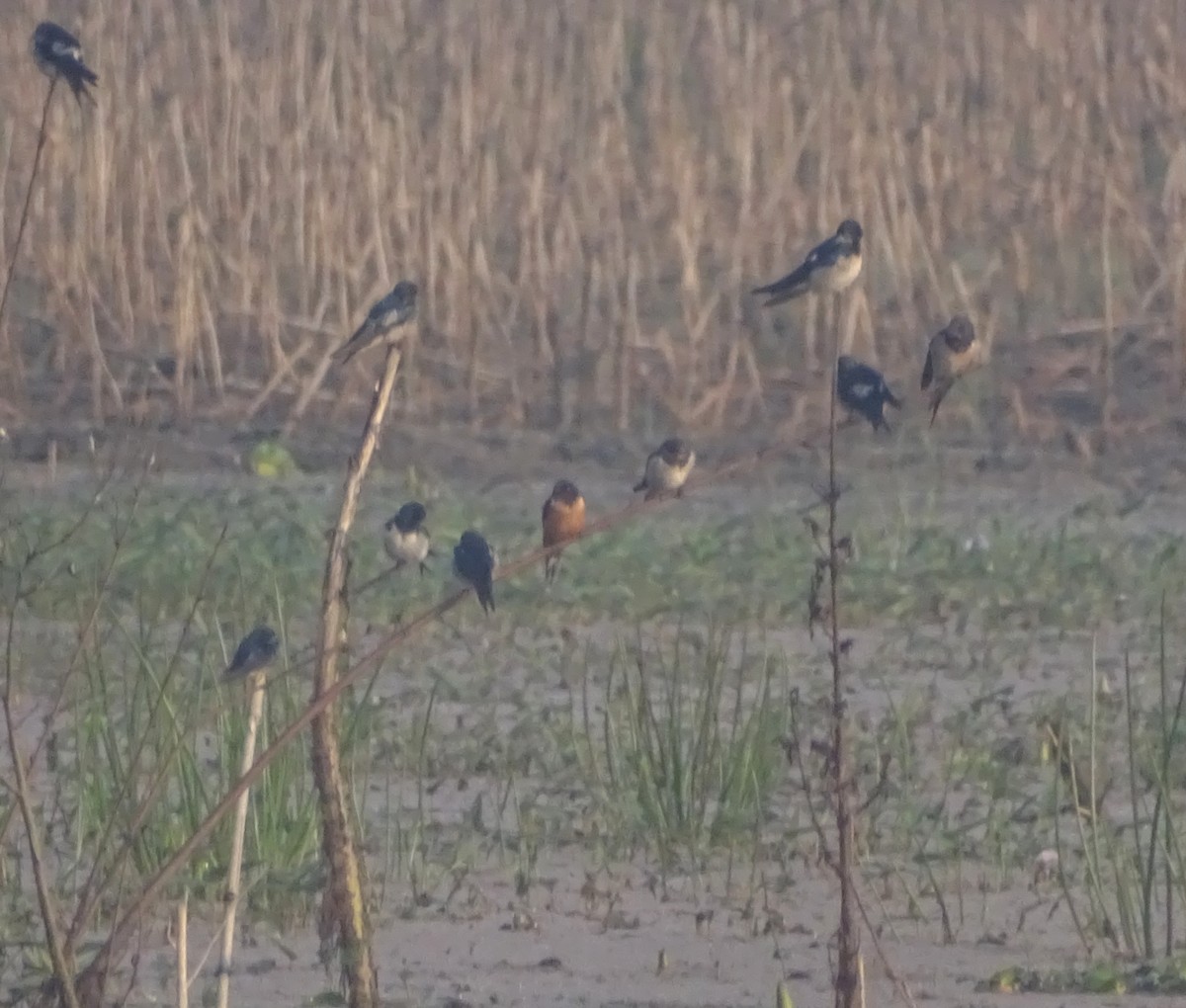 Barn Swallow (Tytler's) - ML612219802