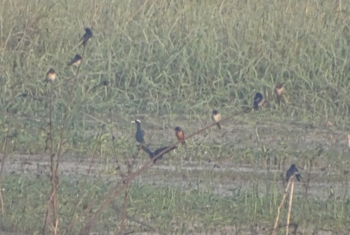 Barn Swallow (Tytler's) - ML612219803