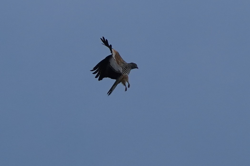 Pacific Baza - ML612219851