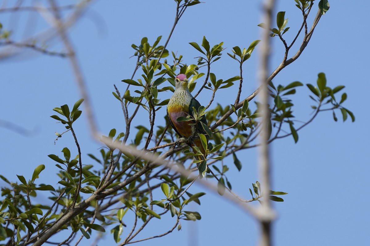 Rose-crowned Fruit-Dove - ML612219866