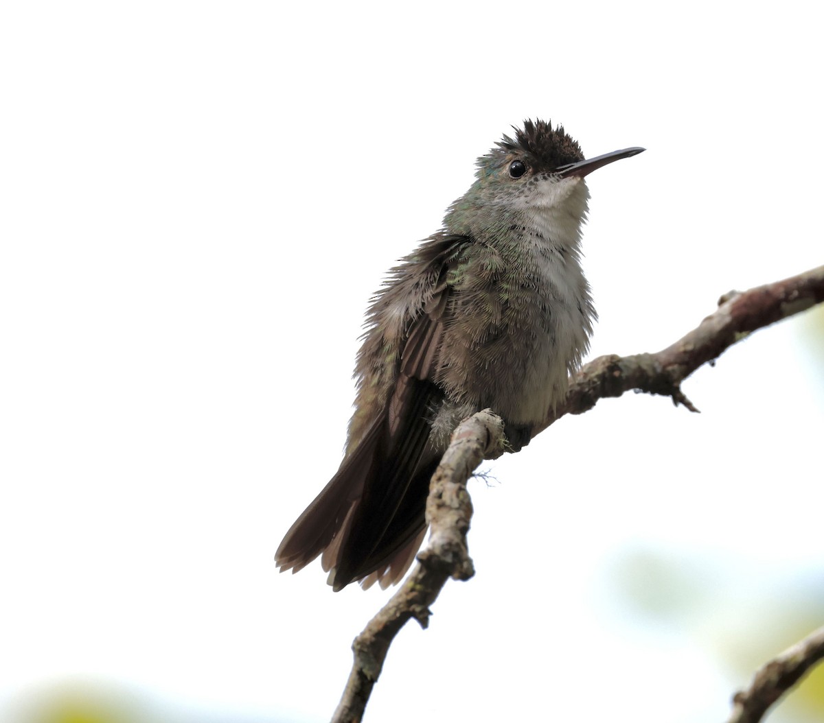 Azure-crowned Hummingbird - ML612219871