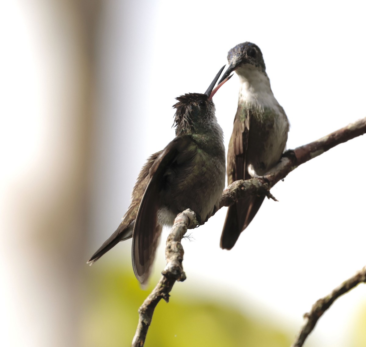 kolibřík azurovotemenný - ML612219872