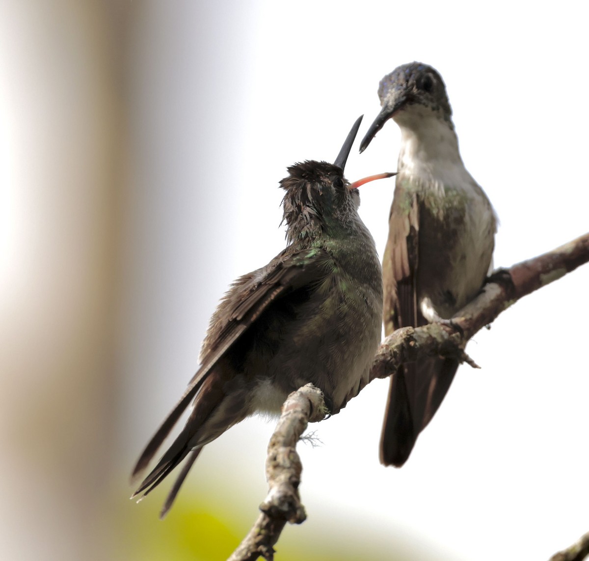 Azure-crowned Hummingbird - ML612219873