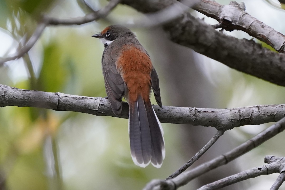 Arafura Fantail - Joshua Moody