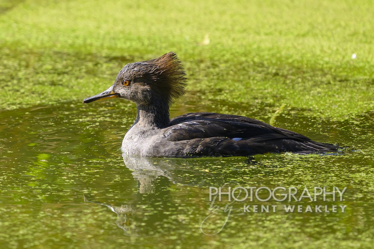 Hooded Merganser - Kent Weakley