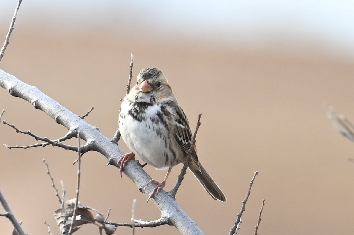 Harris's Sparrow - ML612219990