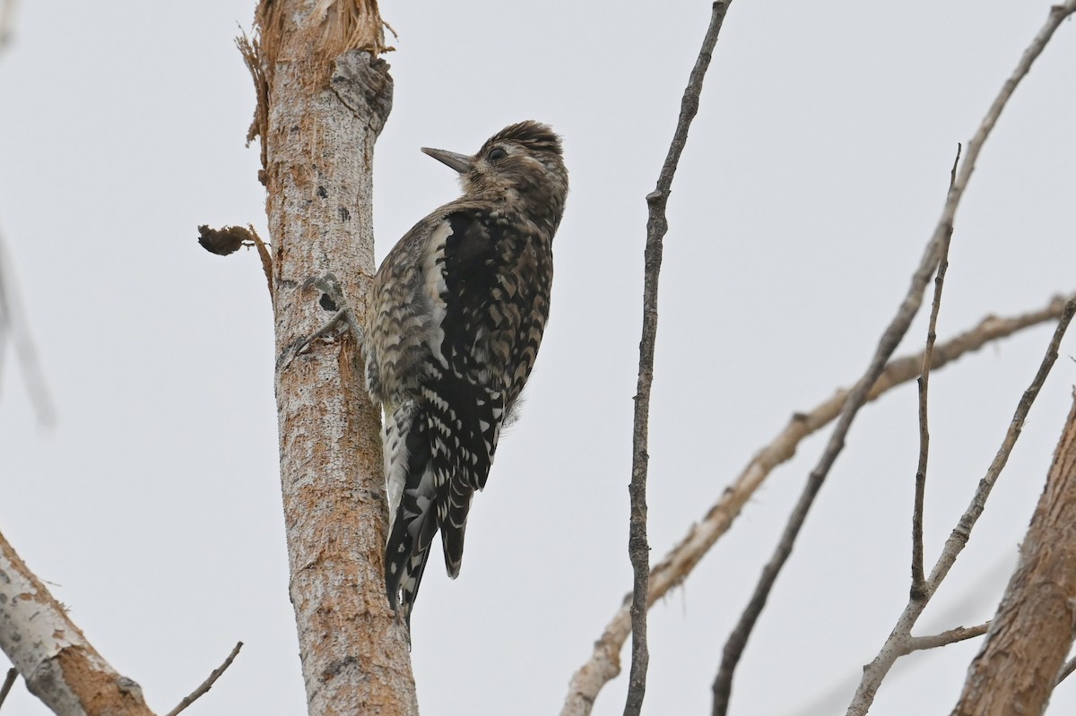 Yellow-bellied Sapsucker - ML612220003