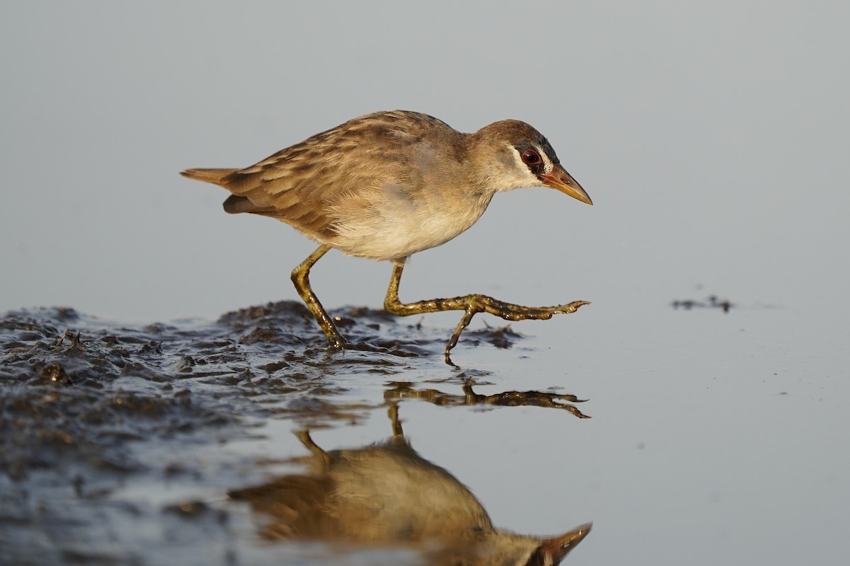 White-browed Crake - ML612220043