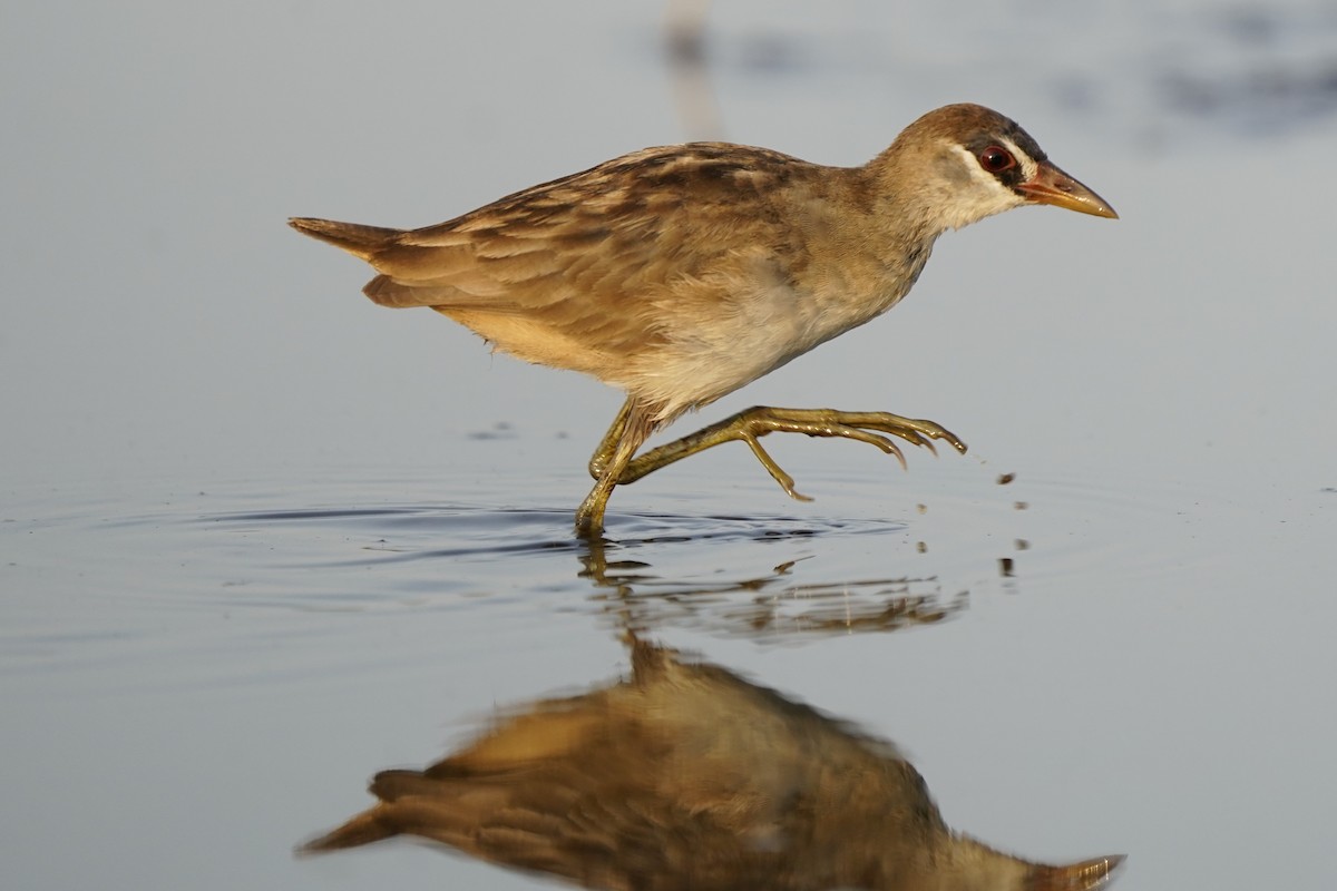 White-browed Crake - ML612220044