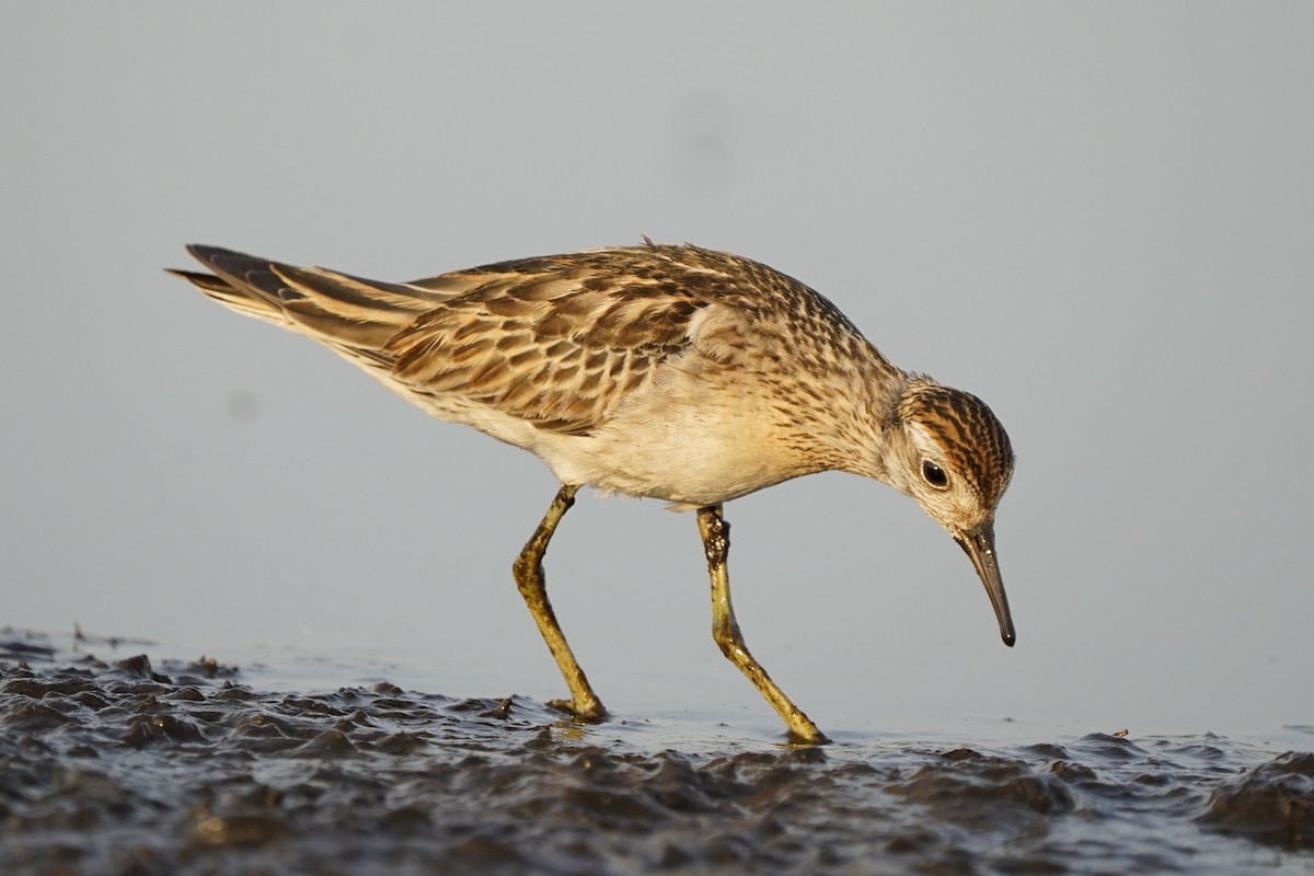 Sharp-tailed Sandpiper - ML612220063