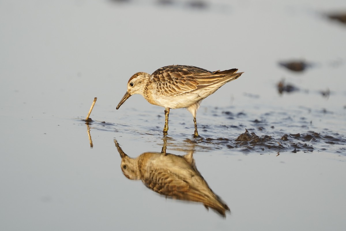 Sharp-tailed Sandpiper - ML612220064