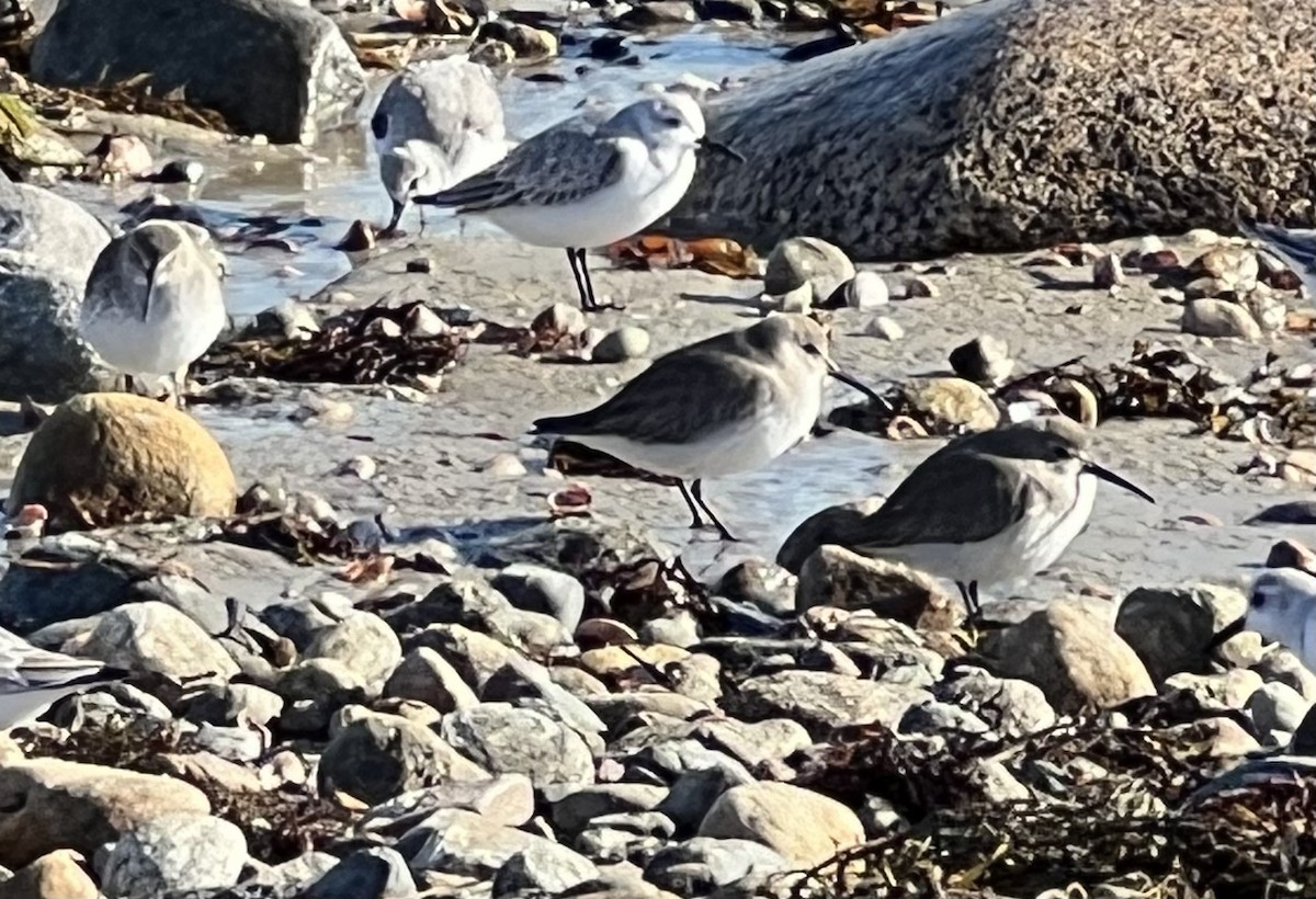 jespák obecný - ML612220105