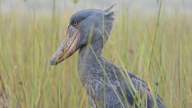 Shoebill - ML612220156