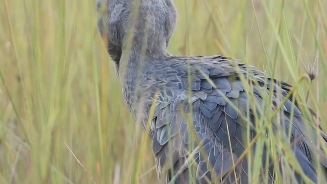 Shoebill - ML612220157