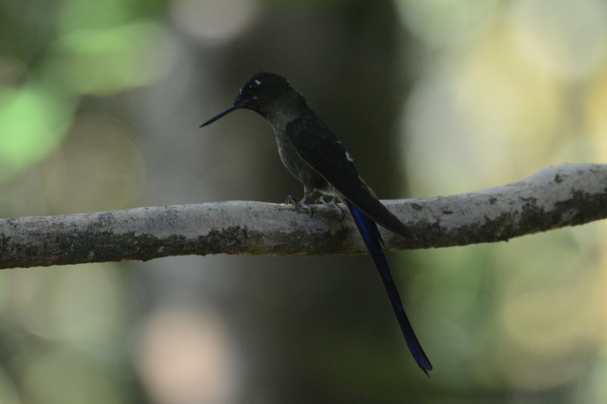 Violet-tailed Sylph - ML612220190