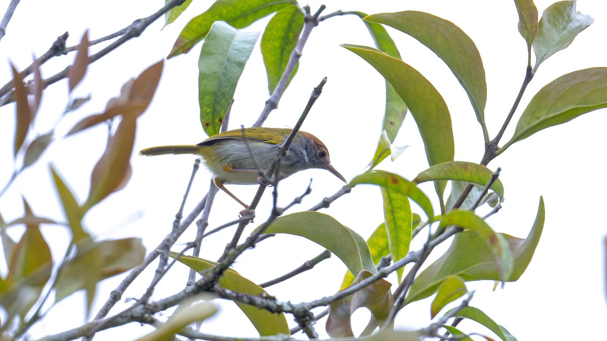 Dark-necked Tailorbird - ML612220192