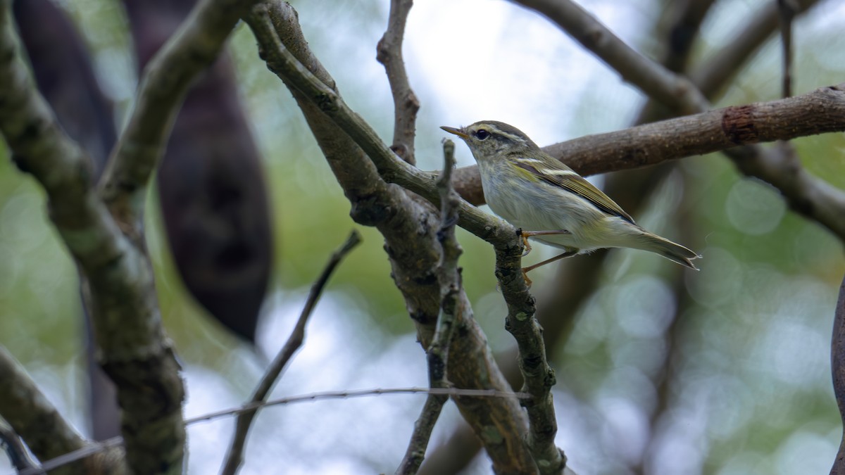 Yellow-browed Warbler - ML612220209