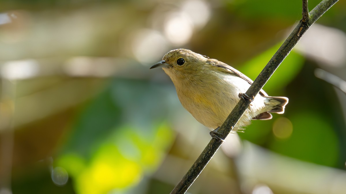 Plain Flowerpecker - ML612220229