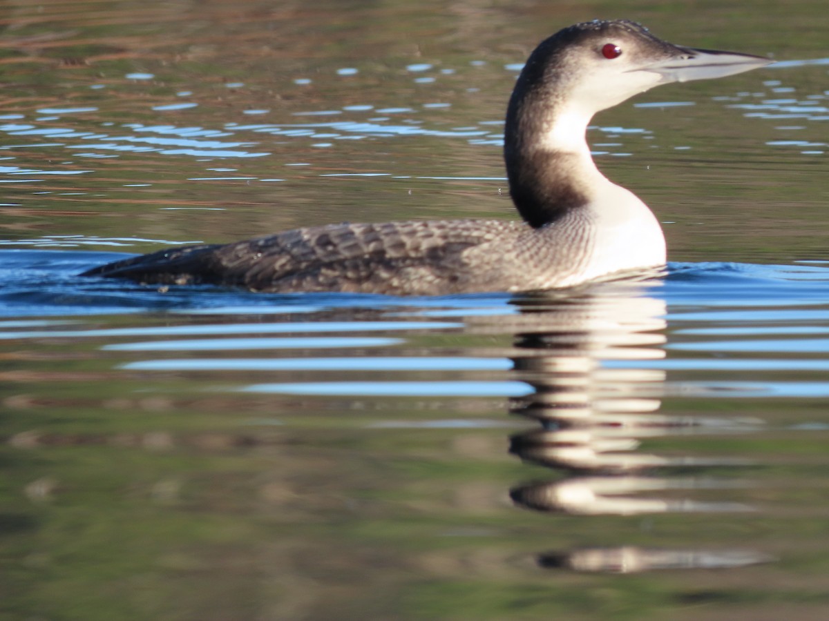 Common Loon - ML612220281