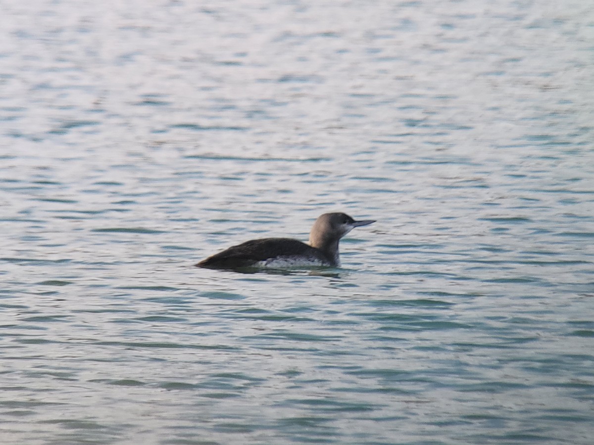 Red-throated Loon - ML612220375