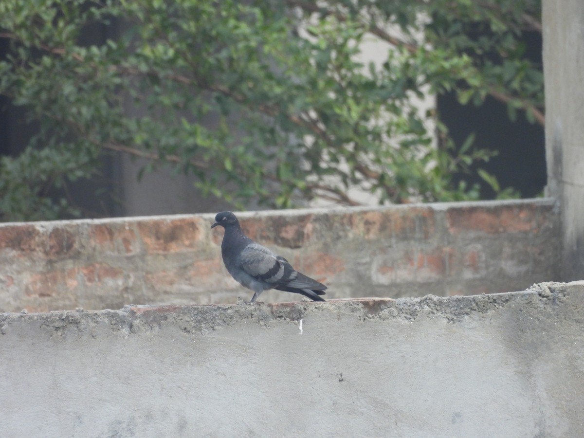 Rock Pigeon (Feral Pigeon) - ML612220406