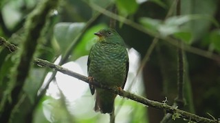  - Fiery-throated Fruiteater