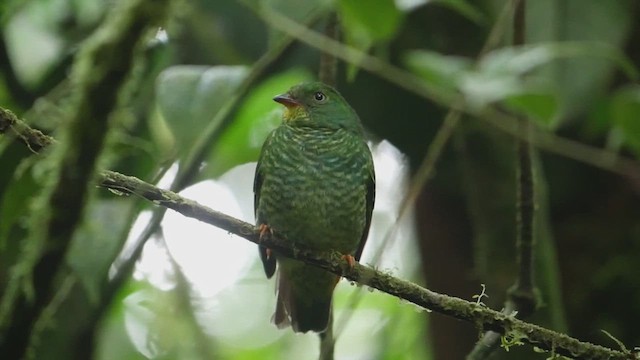 Cotinga à gorge rouge - ML612220462