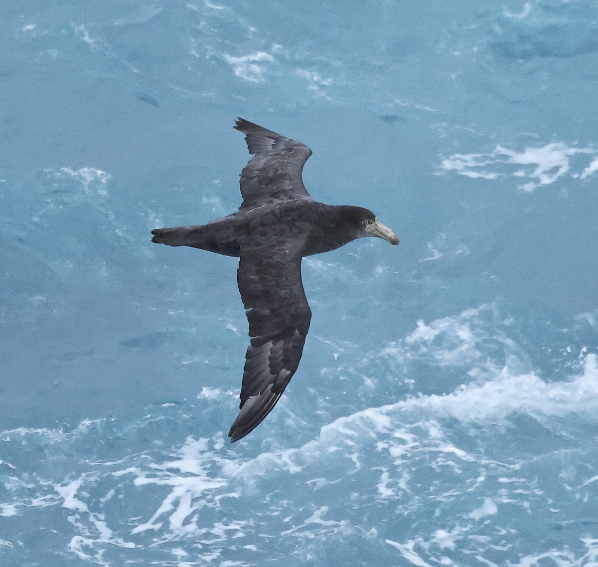 Northern Giant-Petrel - ML612220515