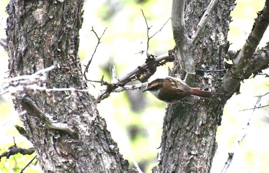 Thorn-tailed Rayadito - Charlotte Pavelka & Doug Reitz