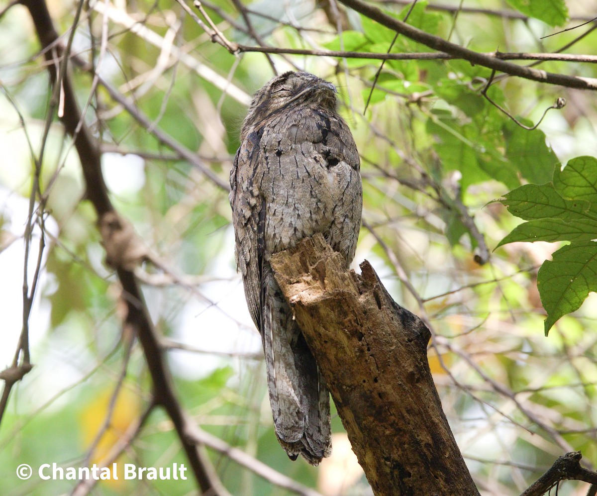 Common Potoo - Chantal Brault