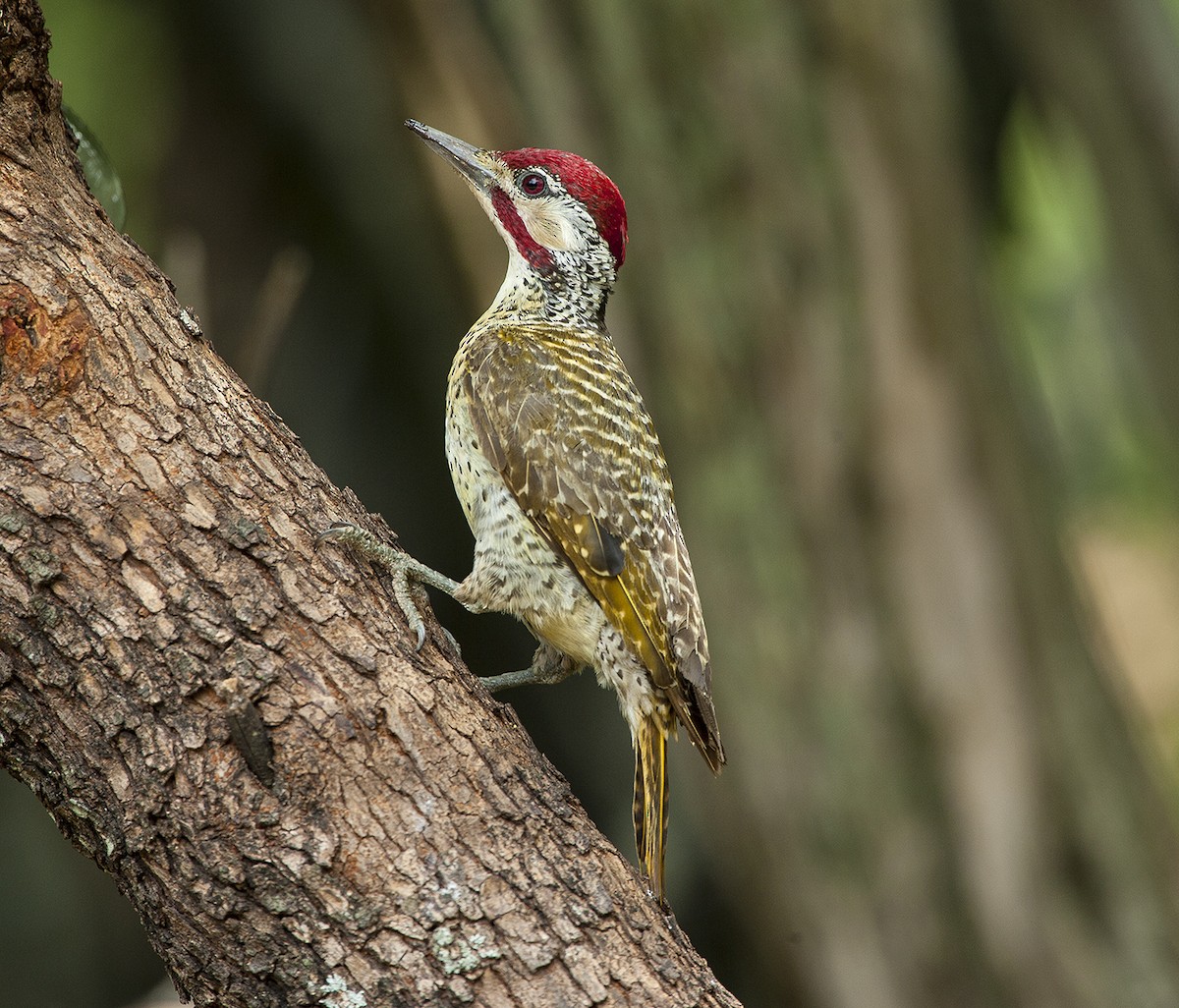 Bennett's Woodpecker - ML612220555