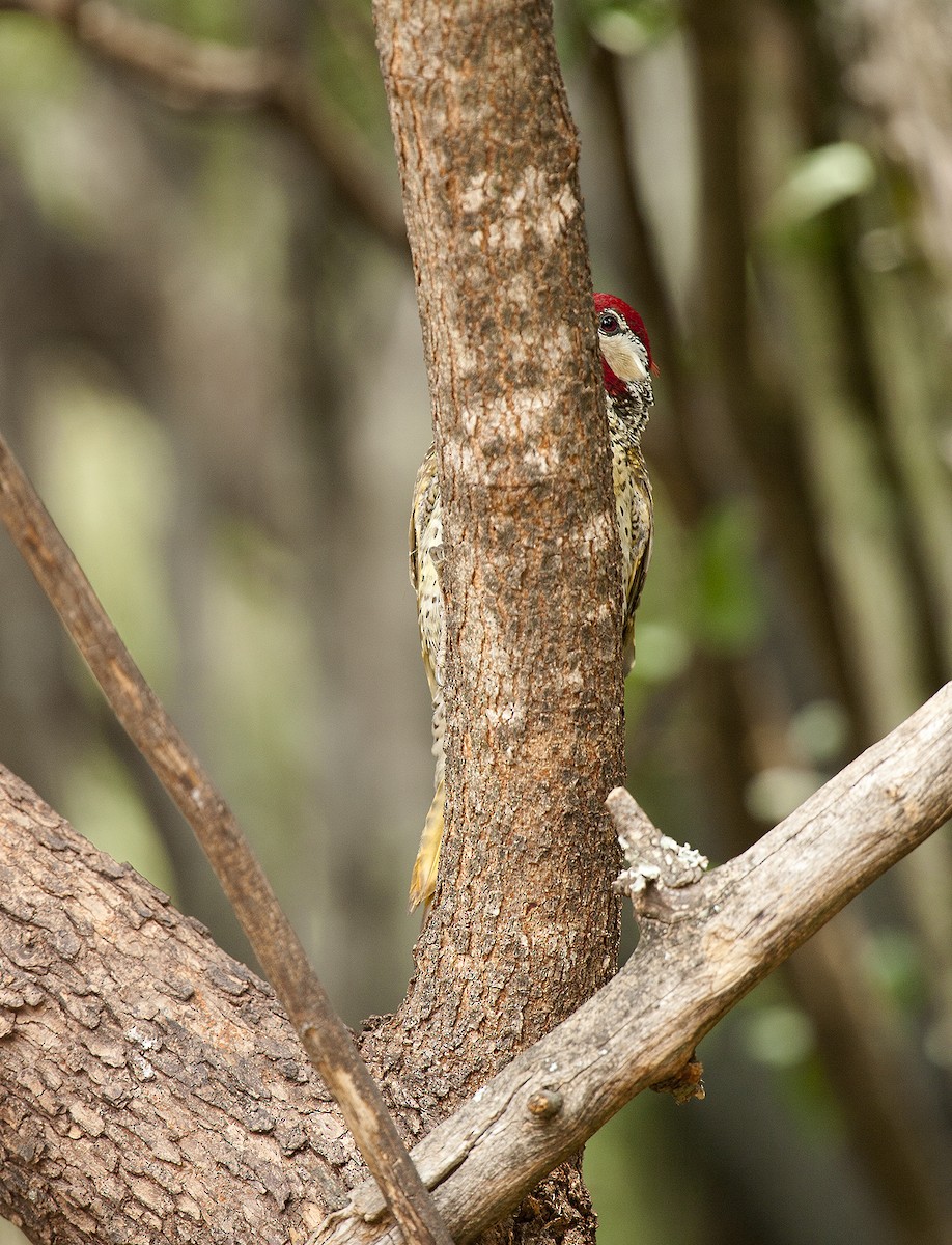 Bennett's Woodpecker - ML612220575