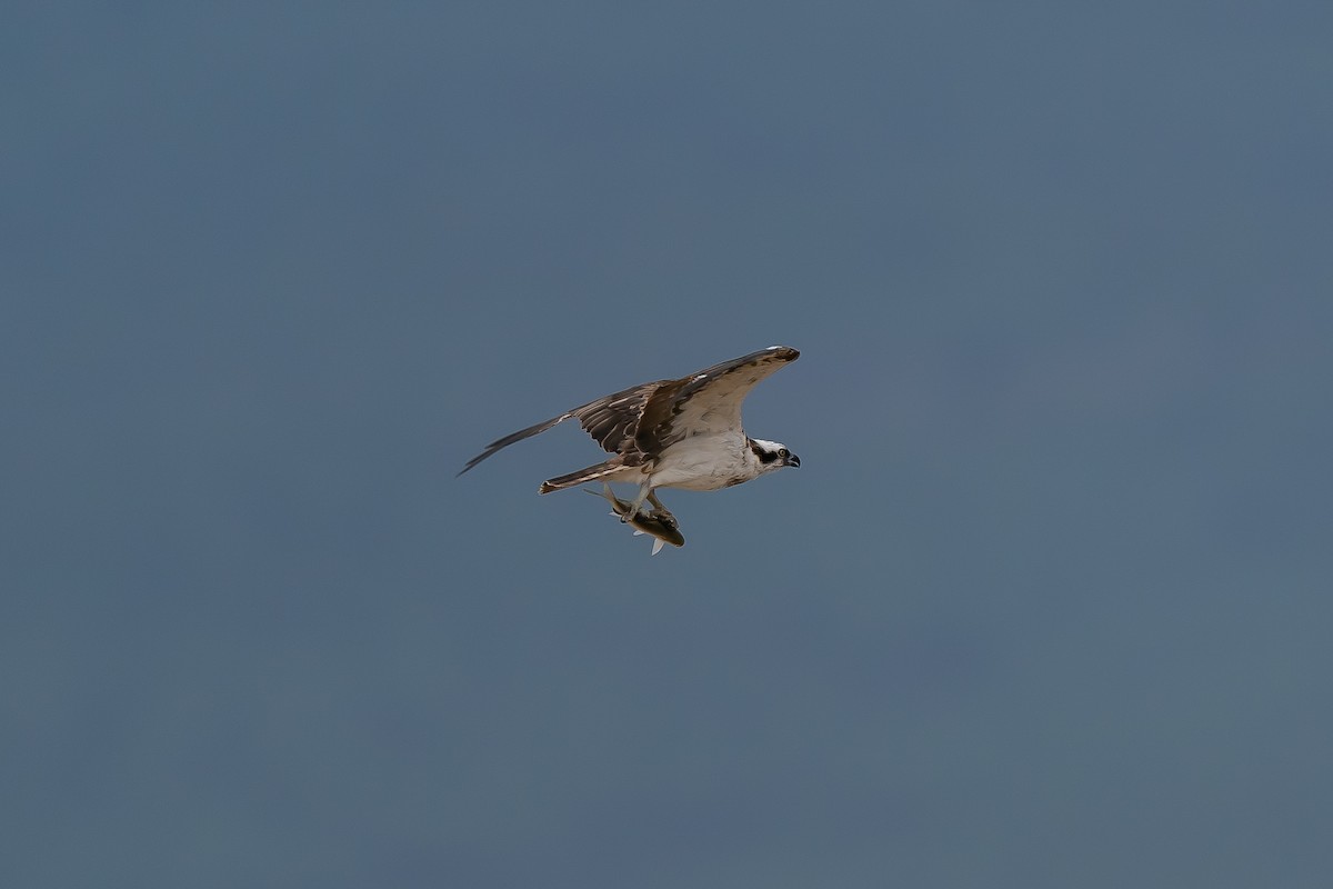 Águila Pescadora - ML612220592