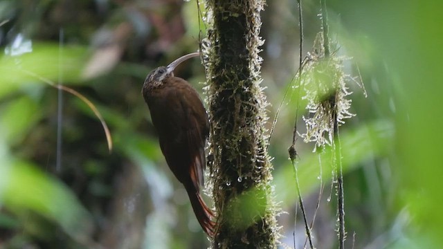 Greater Scythebill - ML612220599